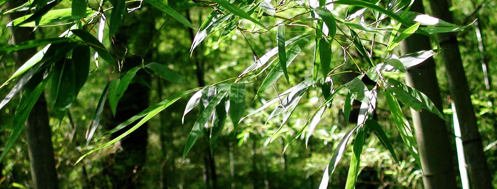 發(fā)現(xiàn)和恩竹刨切板，竹多層板，竹家具板，竹集成材及更多